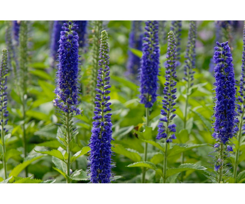 Sunny Border Blue Speedwell